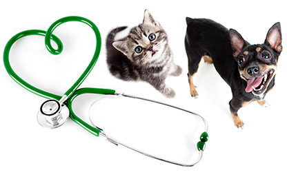 veterinář Jaroměř